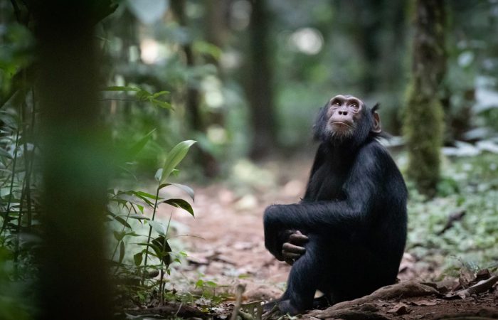 chimpanzee trekking