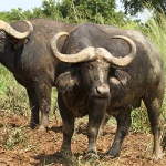cape-bufalos