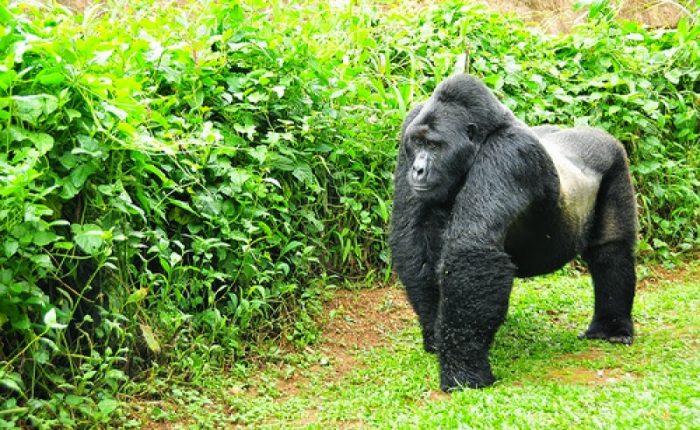 bwindi gorilla