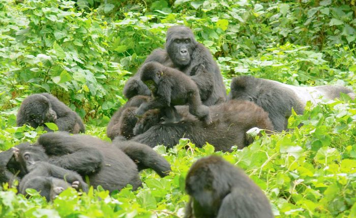 bwindi-gorilla-family