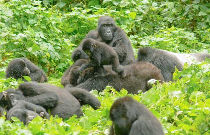 bwindi-gorilla-family