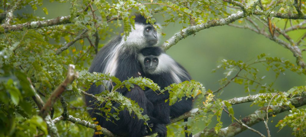 Nyungwe Primates Safari