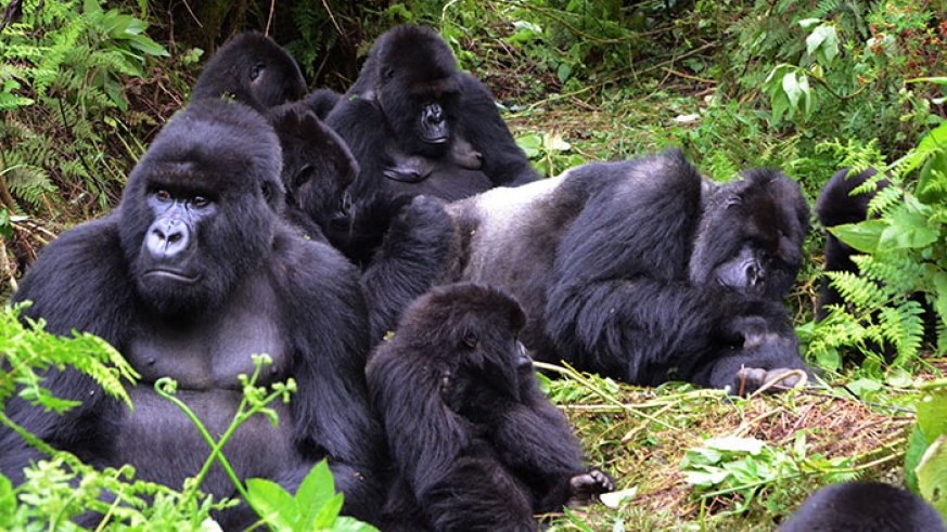 rwanda-gorilla-trekking