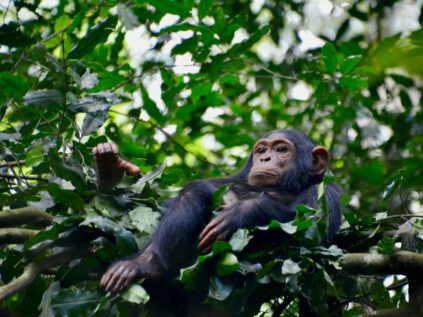 Chimpanzee Tracking in Uganda