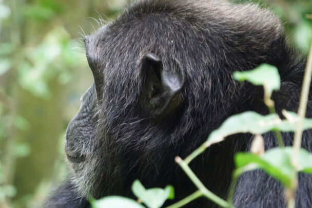 Kibale Chimpanzee Tracking