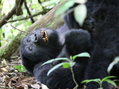 Mountain Gorilla