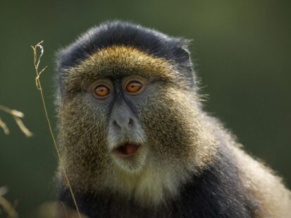 Golden Monkey