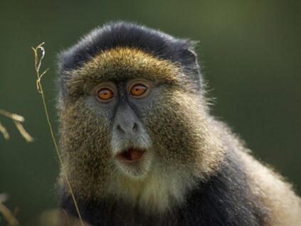 Golden Monkey