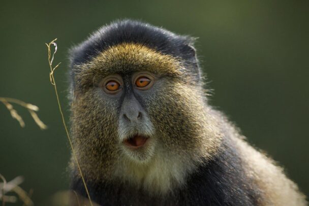 Golden Monkey